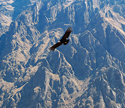 Condor flying above the Colca Canyon